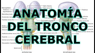 ANATOMÍA DEL TRONCO CEREBRAL [upl. by Proulx]