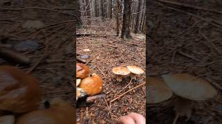 Boletus edulis Oktober 26th shorts new nature forest trending mushroom foryou wood porcini [upl. by Dunlavy830]