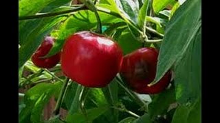 ⟹ Manzano Red Pepper Capsicum pubescens PLANT REVIEW pepper [upl. by Cissej440]