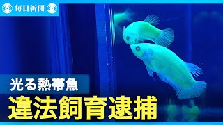 “光る熱帯魚” 違法飼育・販売の疑い 業者を逮捕 警視庁 [upl. by Sivet121]