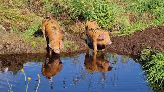 OSB piglets at the pond rare breed Oxford Sandy and Black [upl. by Llenrub]