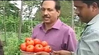 Karnataka Horticulturists develop highyielding hybrid varieties of tomatoes and peas [upl. by Valenza]