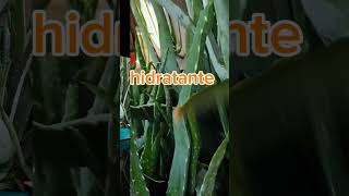 Cuáles son las propiedades del aloe vera o sábila shortsviral huertoorganico jardin abono [upl. by Mabelle]