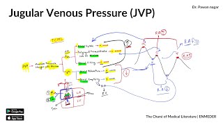 Jugular venous pressure JVP  Physiology  INICET NEET PG FMGE  Dr Pawan nagar [upl. by Alastair]