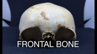 FRONTAL BONE [upl. by Odelet]