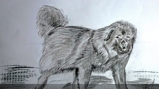 SI TE VIZATOJME Deltarin Ilir Qeni i Sharrit HOW TO DRAW illyrian dog [upl. by Eelrihs657]