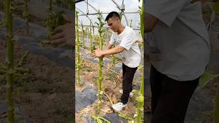 Cutting tobacco leaves to accelerate decomposition process [upl. by Oler590]