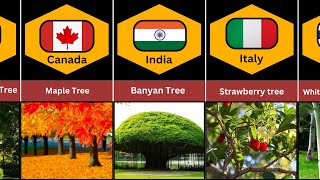 National Tree From Different Countries 🌳🌳🌏🌍part 1 [upl. by Deuno]