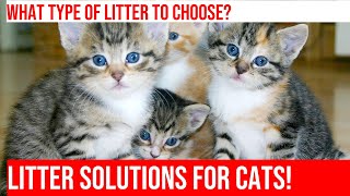 Choosing the Right Cat Litter for Your Pet [upl. by Zeus]