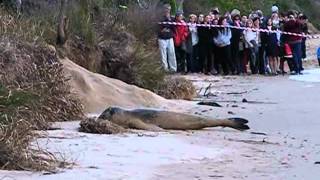 Leopard seal at umina beach [upl. by Askwith244]