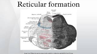 Reticular formation [upl. by Neumeyer355]