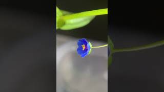 琉璃繁縷開花微距縮時影片 The blooming of Anagallis arvensis time lapse video [upl. by Aidni]