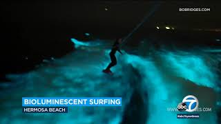 AMAZING Surfers ride glowing bioluminescent waves in Hermosa Beach  ABC7 [upl. by Beutler]