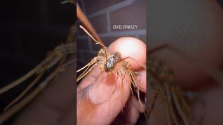 Handling a House Centipede myriapodscentipedeinsectsbuganimalstarantulaspiderarthropodsfyp [upl. by Eibrad]