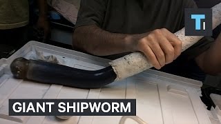 Giant shipworm just gave scientists new clues about some of the weirdest life forms on Earth [upl. by Lanna]