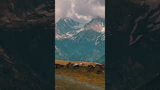 horses against the backdrop of the Dzungarian Alatau mountains horses travel mountain kazakhstan [upl. by Karon]