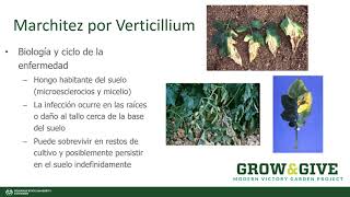 Grow amp Give En Español Marchitez por Verticillium Español [upl. by Pearline417]