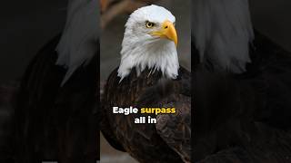 The Majestic Bald Eagle A Massive Marvel [upl. by Sitoeht551]