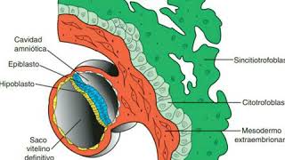 Tercera semana del desarrollo disco germinativo trilaminar  Embriología [upl. by Legra245]