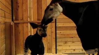 Rare Okapi Calf Born at Brookfield Zoo [upl. by Auvil]