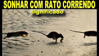 SONHAR COM RATO CORRENDO  O QUE SIGNIFICA  SEM ENROLAÇÃO [upl. by Vasilek291]