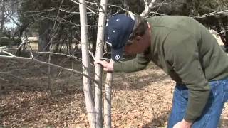 How to Prune MultiStem Trees [upl. by Fosdick]