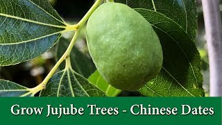 How to Grow Jujube Trees Chinese Date Pruning Flowering and Fruiting [upl. by Yelnet775]