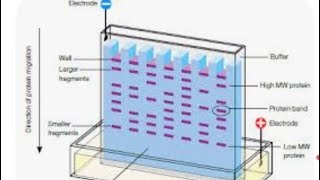 gel electrophoresis class 12 biotechnology [upl. by Nesila336]