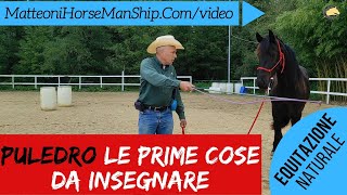 Cosa deve saper un Puledro Le prime cose da insegnare [upl. by Maharg]