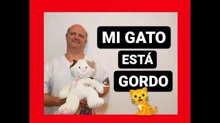 Mi gato está gordo [upl. by Orsino]