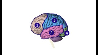 What are the different parts of the brain and what do they do  Cancer Research UK [upl. by Sualocin]