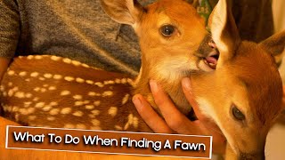 What To Do When Finding A Fawn [upl. by Ydnagrub]