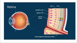 Biol 2401 Lecture Senses [upl. by Oab]