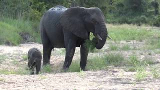 Baby Elephant playing  Kruger National Park [upl. by Modie]