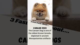 3 Fast Facts about Canaan Dogs [upl. by Strong]