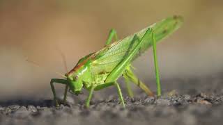 Green Grasshoppers  Fun Facts [upl. by Berhley]