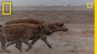 Hyena vs Cape Buffalo  National Geographic [upl. by Johnsten]