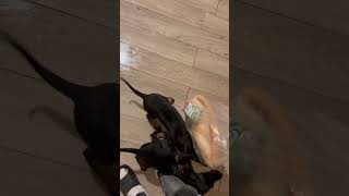 Dobermanlar önümü kesti 😱😂 köpek doberman dog dobermanlove [upl. by Aitnecserc]