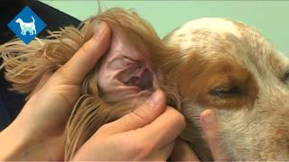 How to give ear drops to your dog [upl. by Keram]