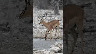 Impala in Etosha National Park Namibia [upl. by Eissel678]