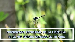 SIGNIFICADO ESPIRITUAL DE LA LIBÉLULA SI LA VES ESPERA CAMBIOS EN TU VIDA [upl. by Nwahsyar820]