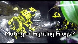 POISON Dart Frogs  SEX or FIGHTING  Frog CALLING [upl. by Aniaz993]