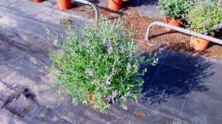 Teucrium fruticans [upl. by Brigid324]