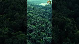 La forêt amazonienne produit elle 20  de l’oxygène mondial 1 [upl. by Abas622]