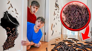 We Found WORMS In Our House [upl. by Eyatnod]