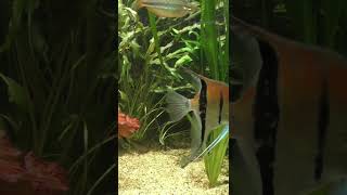 Fully Aquascape Aquarium aquascape aquariumfish trending short 👍amp subscribe [upl. by Yentterb708]