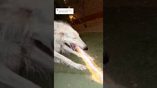 Ask and yee shall receive remix borzoi shots dogs funny unhinged wow comment [upl. by Aicil680]