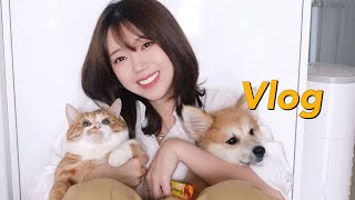 vlog 📷 집에서 찍는 하루필름  셀프 반려견반려묘 스냅  여우랑 포코랑🐈🐕  깨알 쿠팡 추천템🚀 [upl. by Kevyn]