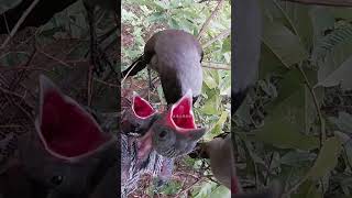 Four hungry little birds mother bird regurgitate food to feed them4只饥饿的小鸟，鸟妈妈把食物反刍出来喂它们 birds [upl. by Theodosia880]