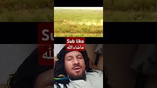 Sub liko ماشاءاللّٰهviralvideo duet trending love animalscricket [upl. by Becker]